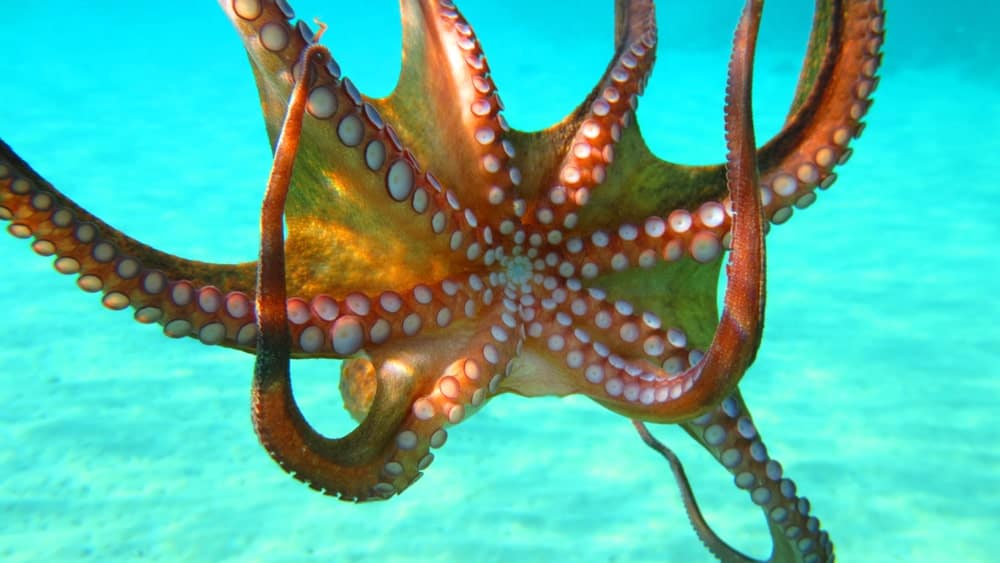 all about octopus facts