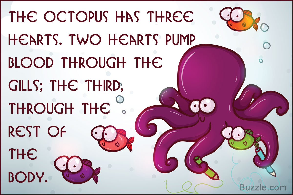 all about octopus facts